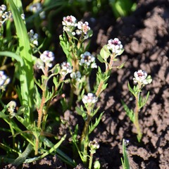 Lepidium nitidum