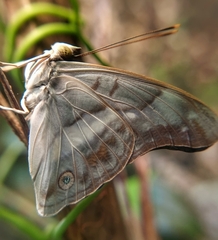Eulaceura osteria