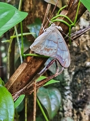 Eulaceura osteria
