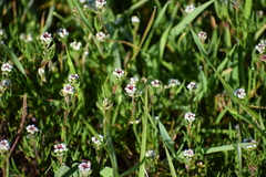 Lepidium nitidum