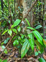 Eulaceura osteria