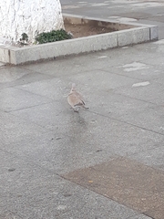 Streptopelia decaocto