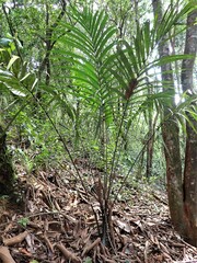 Nephrosperma vanhoutteanum