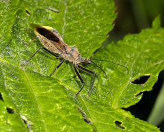 Ploeogaster