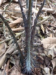 Nephrosperma vanhoutteanum