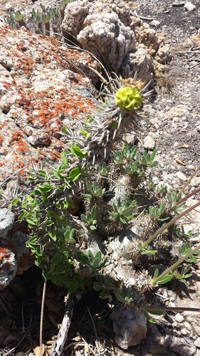 Euphorbia pseudodidiereoides image