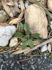 Micranthes virginiensis