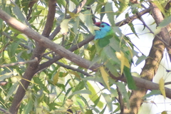 Psilopogon asiaticus