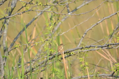 Prinia inornata
