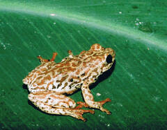 Hyperolius parallelus