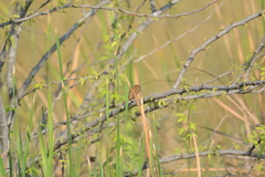 Prinia inornata