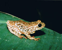 Hyperolius parallelus