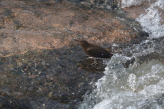 Cinclus pallasii