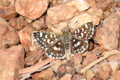 Spialia galba