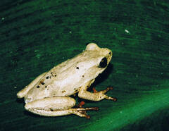 Hyperolius parallelus