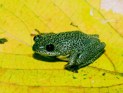 Hyperolius parallelus