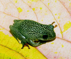Hyperolius parallelus