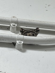 Saturnia pyretorum