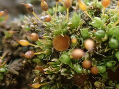 Octospora itzerottii