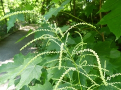 Aruncus dioicus