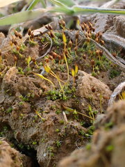 Pterygoneurum lamellatum