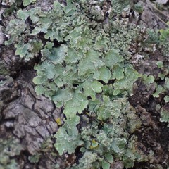 Flavopunctelia flaventior