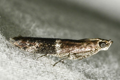 Moodna ostrinella