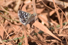 Spialia galba