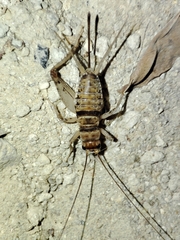 Gryllodes sigillatus