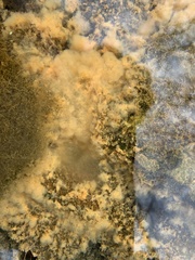 Cymbella