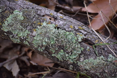 Flavopunctelia flaventior