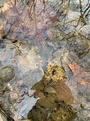 Cymbella
