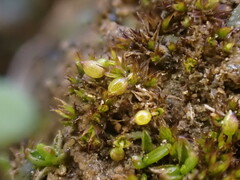Microbryum curvicollum