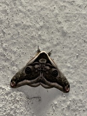 Saturnia pyretorum