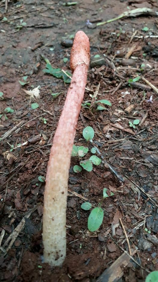 Satyrus rugulosus · April 2022 · photo: © ronyristow (iNaturalist, cc-by)