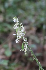 Calanthe davidii
