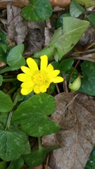 Ficaria verna