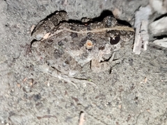 Fejervarya limnocharis