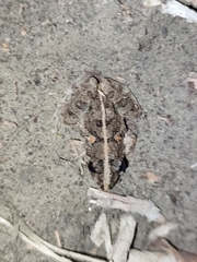 Fejervarya limnocharis