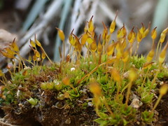 Tortula lindbergii