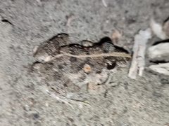 Fejervarya limnocharis