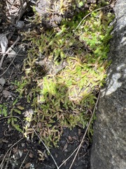 Selaginella mittenii