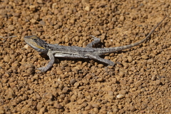 Pogona minor