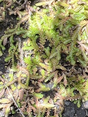 Selaginella mittenii
