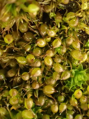 Microbryum curvicollum