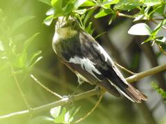 Ficedula hypoleuca