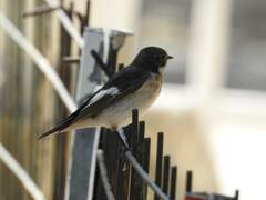 Ficedula hypoleuca