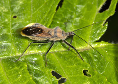 Ploeogaster