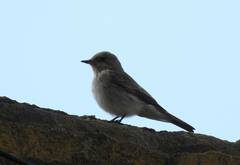 Ficedula hypoleuca