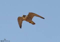 Falco peregrinus